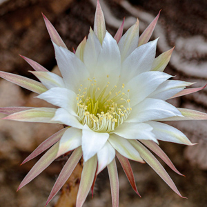 Macro photography portfolio piece 1