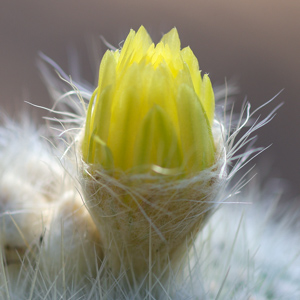 Macro photography portfolio piece 2