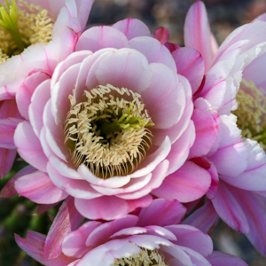 Macro photography portfolio piece 3